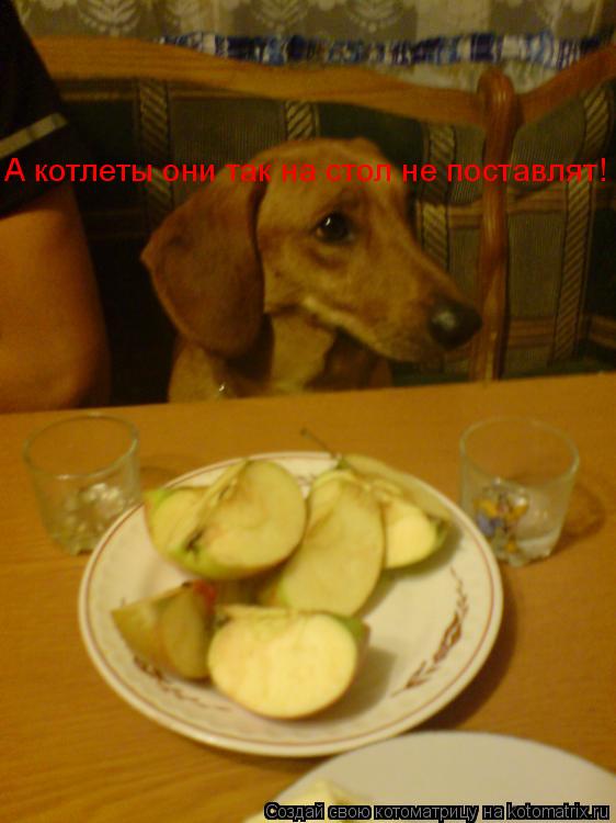 А котлеты они так на стол не поставлят!... Котоматрица: А котлеты они так на стол не поставлят!