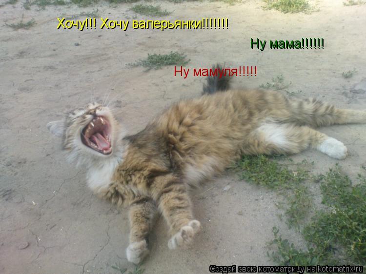 Хочу!!! Хочу валерьянки!!!!!!! Ну мама!!!!!! Ну мамуля!!!!!... Котоматрица: Хочу!!! Хочу валерьянки!!!!!!! Ну мама!!!!!! Ну мамуля!!!!!