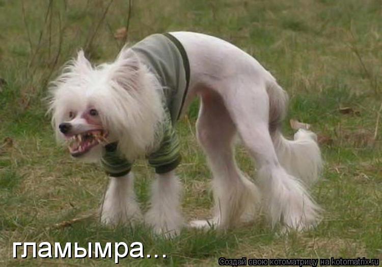 гламымра...... Котоматрица: гламымра...