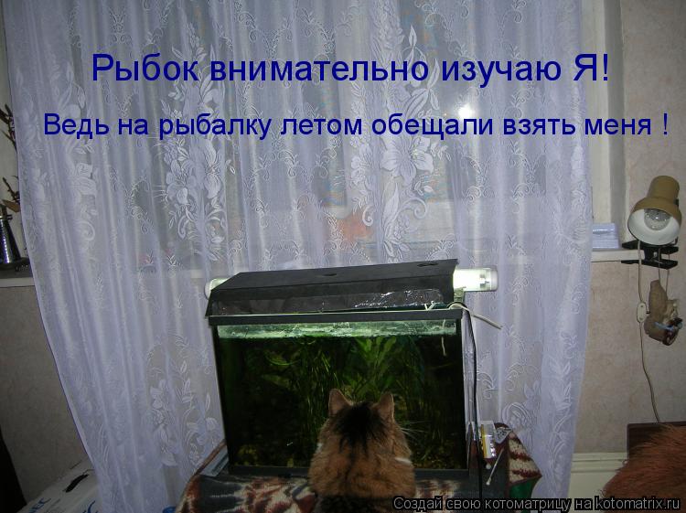 Рыбок внимательно изучаю Я! Ведь на рыбалку летом обещали взять меня !... Котоматрица: Рыбок внимательно изучаю Я! Ведь на рыбалку летом обещали взять меня !