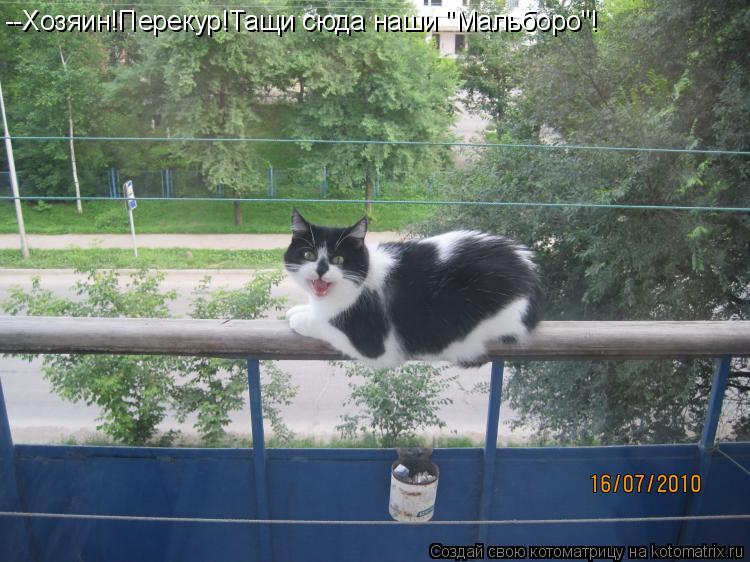 --Хозяин!Перекур!Тащи сюда наши "Мальборо"!... Котоматрица: --Хозяин!Перекур!Тащи сюда наши "Мальборо"!