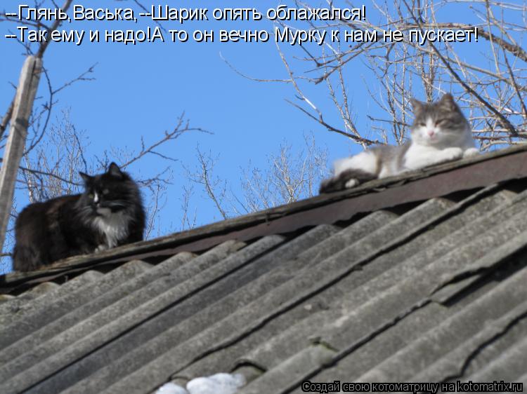 --Глянь,Васька,--Шарик опять облажался! --Так ему и надо!А то он вечно Мурку к нам не пускает!... Котоматрица: --Глянь,Васька,--Шарик опять облажался! --Так ему и надо!А то он вечно Мурку к нам не пускает!