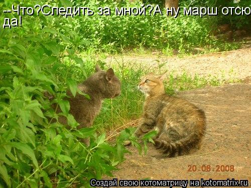 --Что?Следить за мной?А ну марш отсю- да!... Котоматрица: --Что?Следить за мной?А ну марш отсю- да!