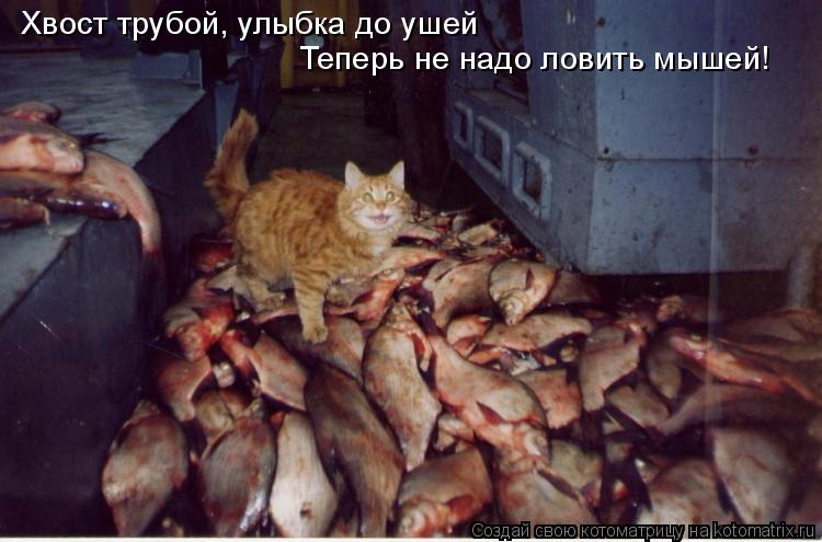 Хвост трубой, улыбка до ушей Теперь не надо ловить мышей!... Котоматрица: Хвост трубой, улыбка до ушей Теперь не надо ловить мышей!