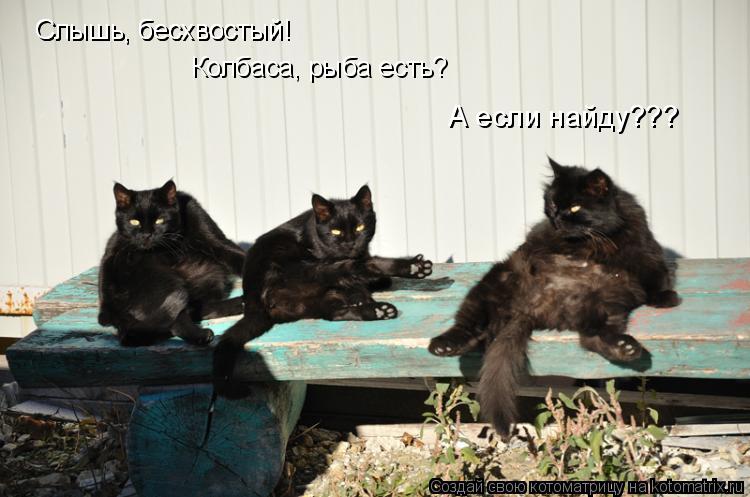 Слышь, бесхвостый! Слышь, бесхвостый! Колбаса, рыба есть? А если найду???... Котоматрица: Слышь, бесхвостый! Слышь, бесхвостый! Колбаса, рыба есть? А если найду???