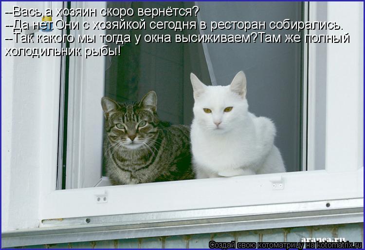 --Вась,а хозяин скоро вернётся? --Да нет.Они с хозяйкой сегодня в ресторан собирались. --Так какого м... Котоматрица: --Вась,а хозяин скоро вернётся? --Да нет.Они с хозяйкой сегодня в ресторан собирались. --Так какого мы тогда у окна высиживаем?Там же полный хо
