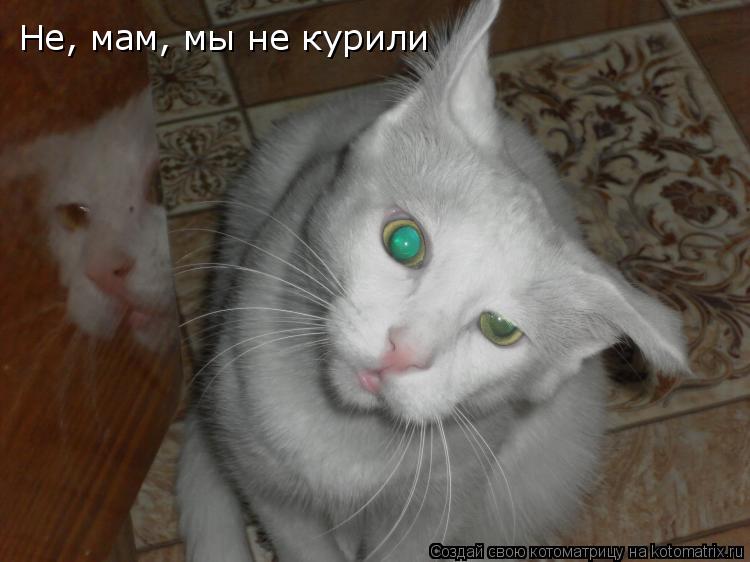 Не, мам, мы не курили... Котоматрица: Не, мам, мы не курили