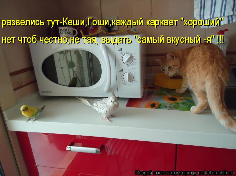 нет чтоб честно,не тая, выдать "самый вкусный -я" !!! развелись тут-Кеши,Гоши,каждый каркает "хороший... Котоматрица: нет чтоб честно,не тая, выдать "самый вкусный -я" !!! развелись тут-Кеши,Гоши,каждый каркает "хороший"