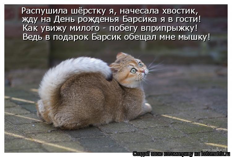 Распушила шёрстку я, начесала хвостик, жду на День рожденья Барсика я в гости! Как увижу милого - поб... Котоматрица: Распушила шёрстку я, начесала хвостик, жду на День рожденья Барсика я в гости! Как увижу милого - побегу вприпрыжку! Ведь в подарок Барсик об
