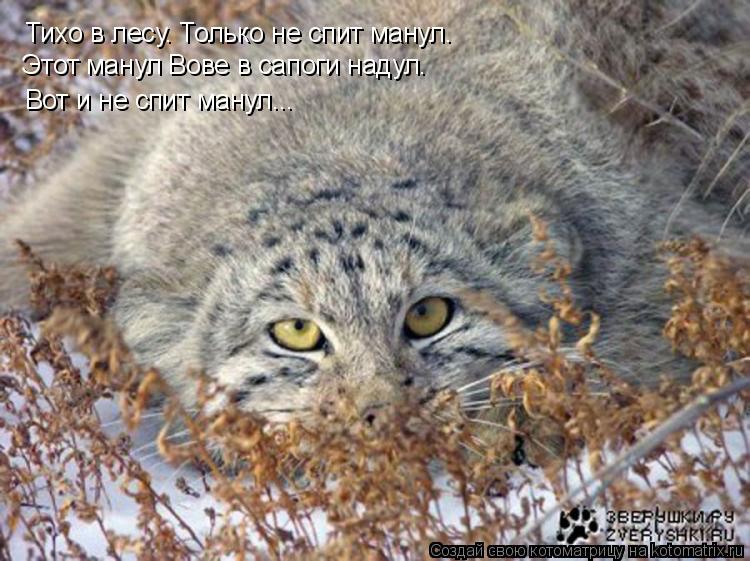 Тихо в лесу. Только не спит манул. Вот и не спит манул... Этот манул Вове в сапоги надул.... Котоматрица: Тихо в лесу. Только не спит манул. Вот и не спит манул... Этот манул Вове в сапоги надул.