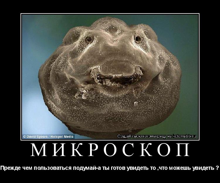 Микроскоп Прежде чем пользоваться подумай-а ты готов увидеть то ,что можешь увидеть ?... Котоматрица: Микроскоп Прежде чем пользоваться подумай-а ты готов увидеть то ,что можешь увидеть ?