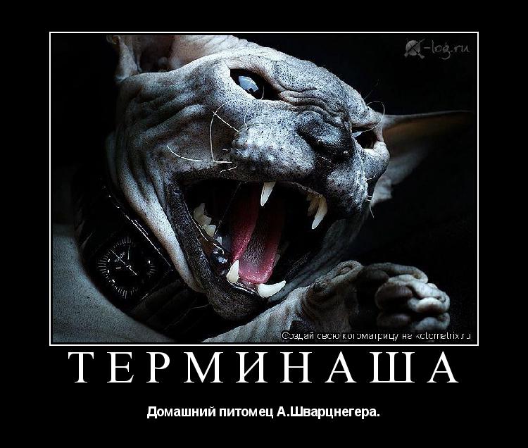 ТЕРМИНАША Домашний питомец А.Шварцнегера.... Котоматрица: ТЕРМИНАША Домашний питомец А.Шварцнегера.