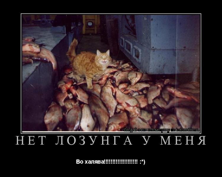 Нет лозунга у меня Во халява!!!!!!!!!!!!!!!!!!!! :*)... Котоматрица: Нет лозунга у меня Во халява!!!!!!!!!!!!!!!!!!!! :*)