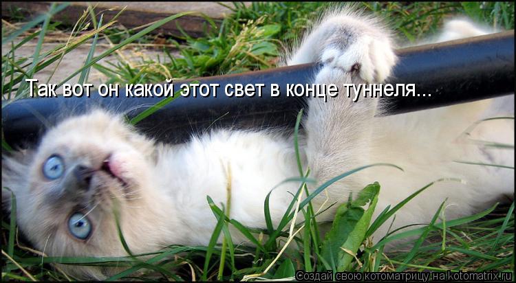 Так вот он какой этот свет в конце туннеля...... Котоматрица: Так вот он какой этот свет в конце туннеля...