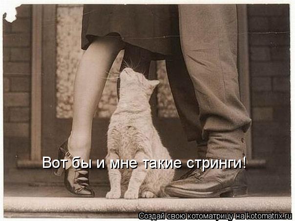Вот бы и мне такие стринги!... Котоматрица: Вот бы и мне такие стринги!
