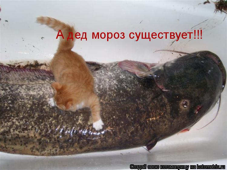 А дед мороз существует!!!... Котоматрица: А дед мороз существует!!!