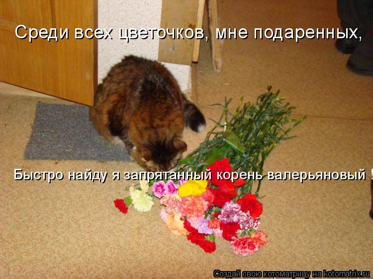 Среди всех цветочков, мне подаренных, Быстро найду я запрятанный корень валерьяновый !... Котоматрица: Среди всех цветочков, мне подаренных, Быстро найду я запрятанный корень валерьяновый !
