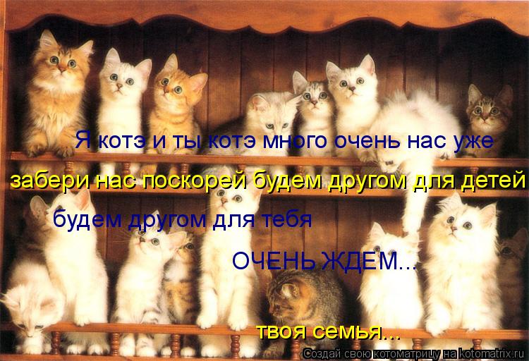 Я котэ и ты котэ много очень нас уже забери нас поскорей будем другом для детей будем другом для тебя... Котоматрица: Я котэ и ты котэ много очень нас уже забери нас поскорей будем другом для детей будем другом для тебя ОЧЕНЬ ЖДЕМ... твоя семья...