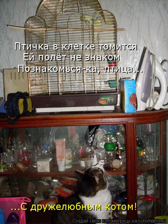 Птичка в клетке томится Ей полёт не знаком Познакомься-ка, птица... ...С дружелюбным котом!... Котоматрица: Птичка в клетке томится Ей полёт не знаком Познакомься-ка, птица... ...С дружелюбным котом!