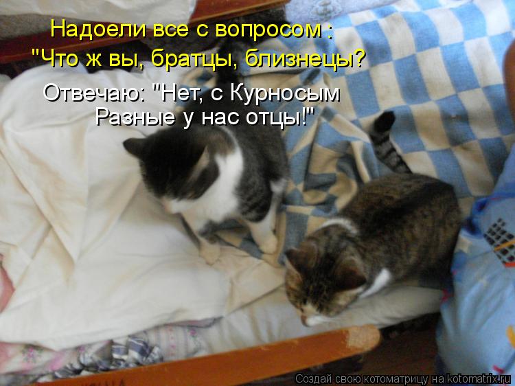 Надоели все с вопросом : "Что ж вы, братцы, близнецы? Отвечаю: "Нет, с Курносым Разные у нас отцы!"... Котоматрица: Надоели все с вопросом : "Что ж вы, братцы, близнецы? Отвечаю: "Нет, с Курносым Разные у нас отцы!"
