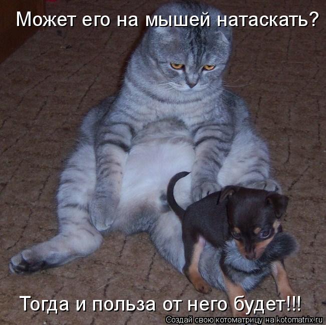 Тогда и польза от него будет!!! Может его на мышей натаскать?... Котоматрица: Тогда и польза от него будет!!! Может его на мышей натаскать?