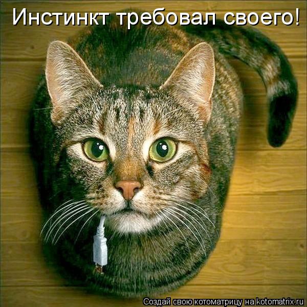 Инстинкт требовал своего!... Котоматрица: Инстинкт требовал своего!