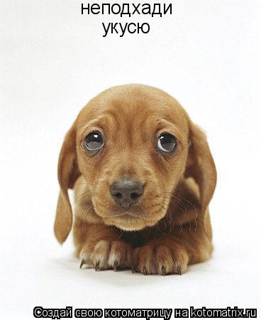 неподхади укусю... Котоматрица: неподхади укусю