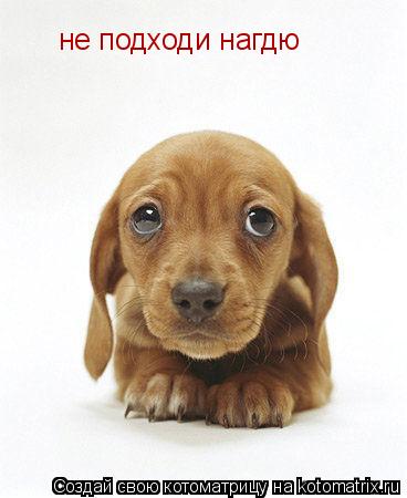 не подходи нагдю... Котоматрица: не подходи нагдю