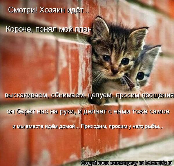 Смотри! Хозяин идёт... Короче, понял мой план: выскакиваем, обнимаем, целуем, просим прощения он берё... Котоматрица: Смотри! Хозяин идёт... Короче, понял мой план: выскакиваем, обнимаем, целуем, просим прощения он берёт нас на руки, и делает с нами тоже самое