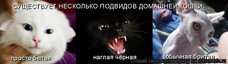 СУЩЕСТВУЕТ НЕСКОЛЬКО ПОДВИДОВ ДОМАШНЕЙ КОШКИ: просто белая наглая чёрная обычная бритая... Котоматрица: СУЩЕСТВУЕТ НЕСКОЛЬКО ПОДВИДОВ ДОМАШНЕЙ КОШКИ: просто белая наглая чёрная обычная бритая