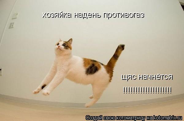 хозяйка надень противогаз щяс начнётся !!!!!!!!!!!!!!!!!!!!... Котоматрица: хозяйка надень противогаз щяс начнётся !!!!!!!!!!!!!!!!!!!!