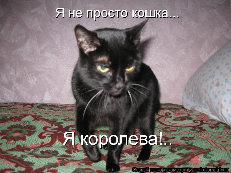 Я не просто кошка... Я королева!..... Котоматрица: Я не просто кошка... Я королева!..