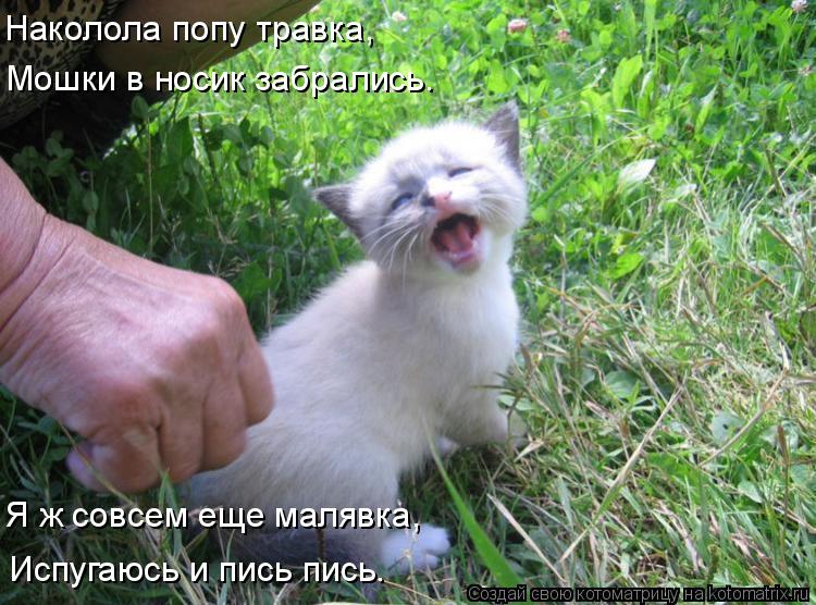 Наколола попу травка, Мошки в носик забрались. Я ж совсем еще малявка, Испугаюсь и пись пись.... Котоматрица: Наколола попу травка, Мошки в носик забрались. Я ж совсем еще малявка, Испугаюсь и пись пись.