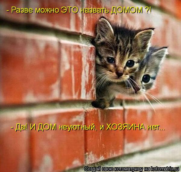 - Разве можно ЭТО назвать ДОМОМ ?! - Да! И ДОМ неуютный, и ХОЗЯИНА нет...... Котоматрица: - Разве можно ЭТО назвать ДОМОМ ?! - Да! И ДОМ неуютный, и ХОЗЯИНА нет...
