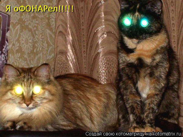 Я оФОНАРел!!!!!... Котоматрица: Я оФОНАРел!!!!!
