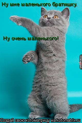 Ну мне маленького братишку. Ну очень маленького!... Котоматрица: Ну мне маленького братишку. Ну очень маленького!