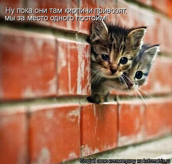 Ну пока они там кирпичи привозят, мы за место одного постоим!... Котоматрица: Ну пока они там кирпичи привозят, мы за место одного постоим!