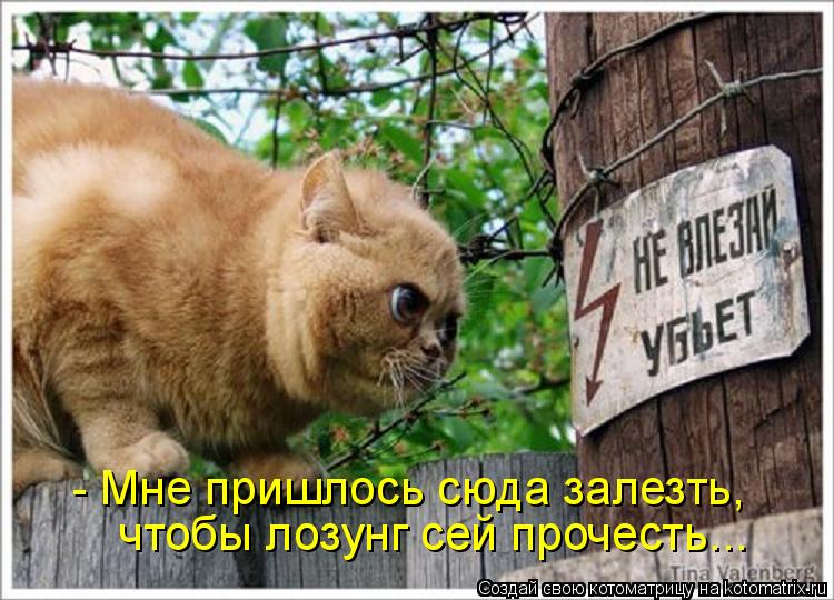 - Мне пришлось сюда залезть, чтобы лозунг сей прочесть...... Котоматрица: - Мне пришлось сюда залезть, чтобы лозунг сей прочесть...