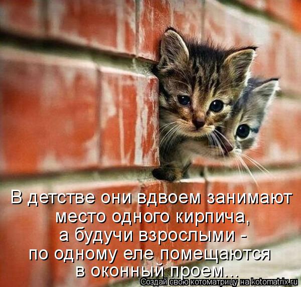 В детстве они вдвоем занимают место одного кирпича, а будучи взрослыми - по одному еле помещаются в... Котоматрица: В детстве они вдвоем занимают место одного кирпича, а будучи взрослыми - по одному еле помещаются в оконный проем...