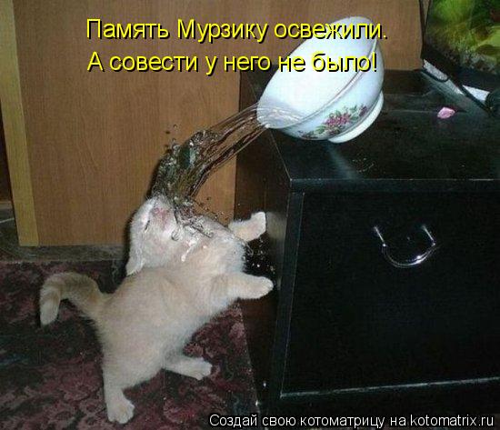 Память Мурзику освежили. А совести у него не было!... Котоматрица: Память Мурзику освежили. А совести у него не было!