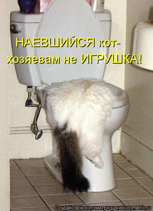 НАЕВШИЙСЯ кот- хозяевам не ИГРУШКА!... Котоматрица: НАЕВШИЙСЯ кот- хозяевам не ИГРУШКА!