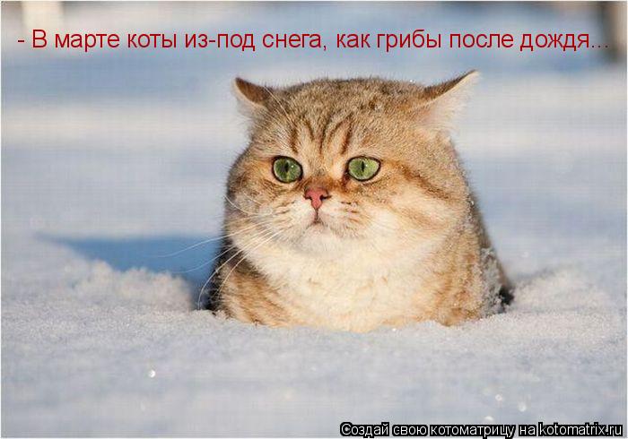 - В марте коты из-под снега, как грибы после дождя...... Котоматрица: - В марте коты из-под снега, как грибы после дождя...