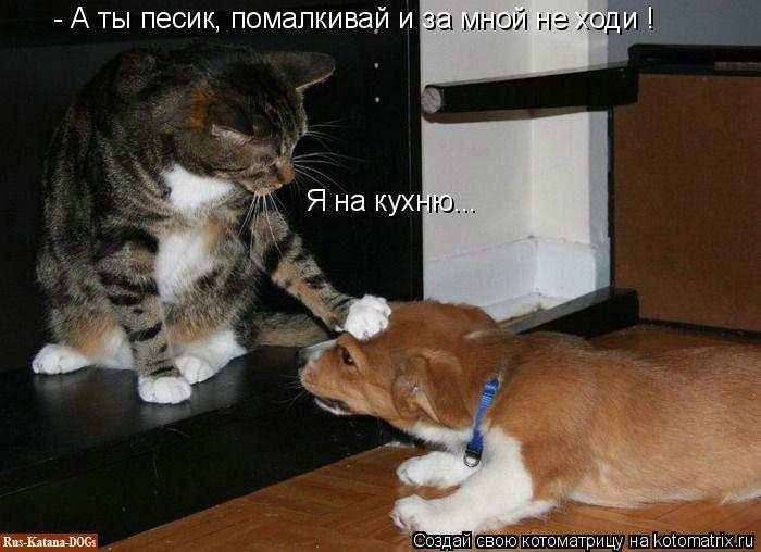 - А ты песик, помалкивай и за мной не ходи ! Я на кухню...... Котоматрица: - А ты песик, помалкивай и за мной не ходи ! Я на кухню...
