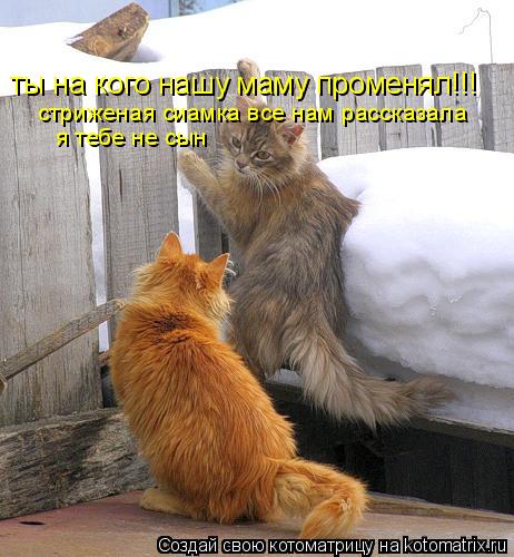 ты на кого нашу маму променял!!! стриженая сиамка все нам рассказала я тебе не сын... Котоматрица: ты на кого нашу маму променял!!! стриженая сиамка все нам рассказала я тебе не сын