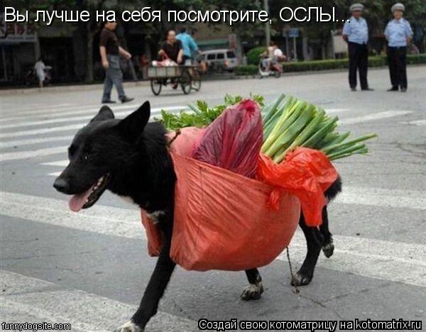 Вы лучше на себя посмотрите, ОСЛЫ...... Котоматрица: Вы лучше на себя посмотрите, ОСЛЫ...