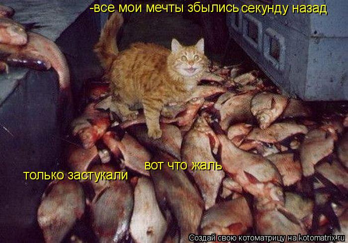 -все мои мечты збылись секунду назад только застукали вот что жаль... Котоматрица: -все мои мечты збылись секунду назад только застукали вот что жаль
