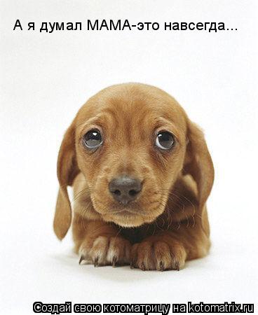 А я думал МАМА-это навсегда...... Котоматрица: А я думал МАМА-это навсегда...