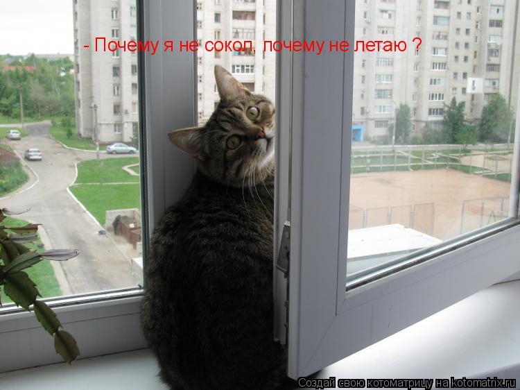 - Почему я не сокол, почему не летаю ?... Котоматрица: - Почему я не сокол, почему не летаю ?