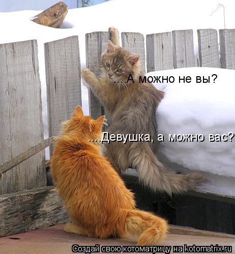 ....Девушка, а можно вас? ....А можно не вы?... Котоматрица: ....Девушка, а можно вас? ....А можно не вы?