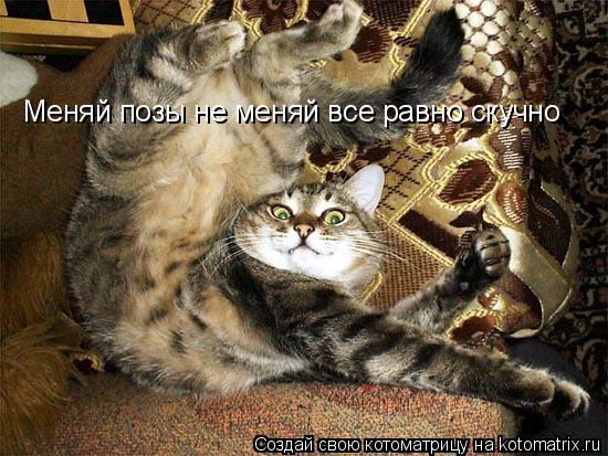 Меняй позы не меняй все равно скучно... Котоматрица: Меняй позы не меняй все равно скучно